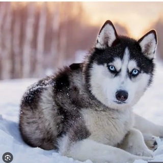 Husky969_Bot - Siberian Husky Mini App on Telegram